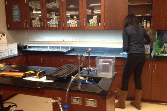 A Harper Woods student prepares for projects in the greenhouse.