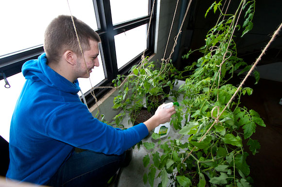 Superior Central student Dayne Nelson sprays tomato plants.